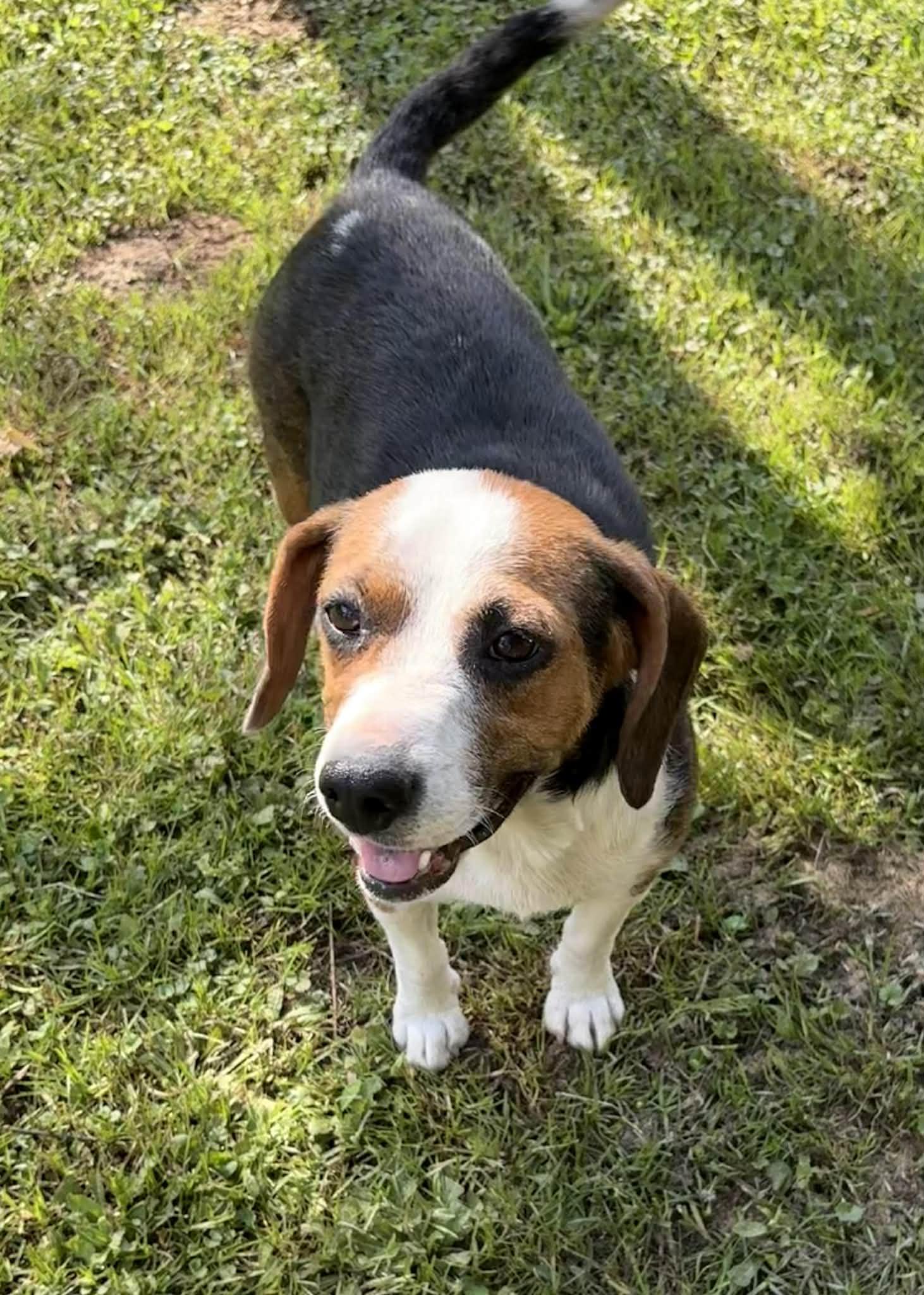 Enlarge Lady Byrd-Available! www.lhar.dog to apply! , a ADOPTABLE mixed breed in Frederick, MD image 2/6
