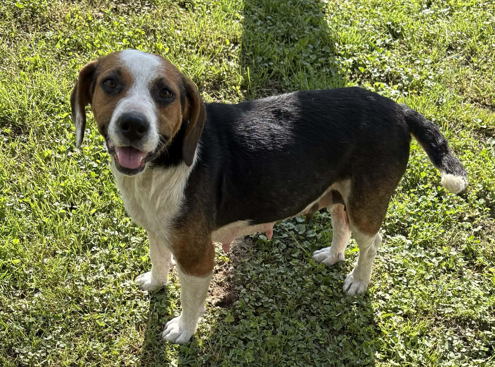 Enlarge Lady Byrd-Available! www.lhar.dog to apply! , a ADOPTABLE mixed breed in Frederick, MD image 4/6