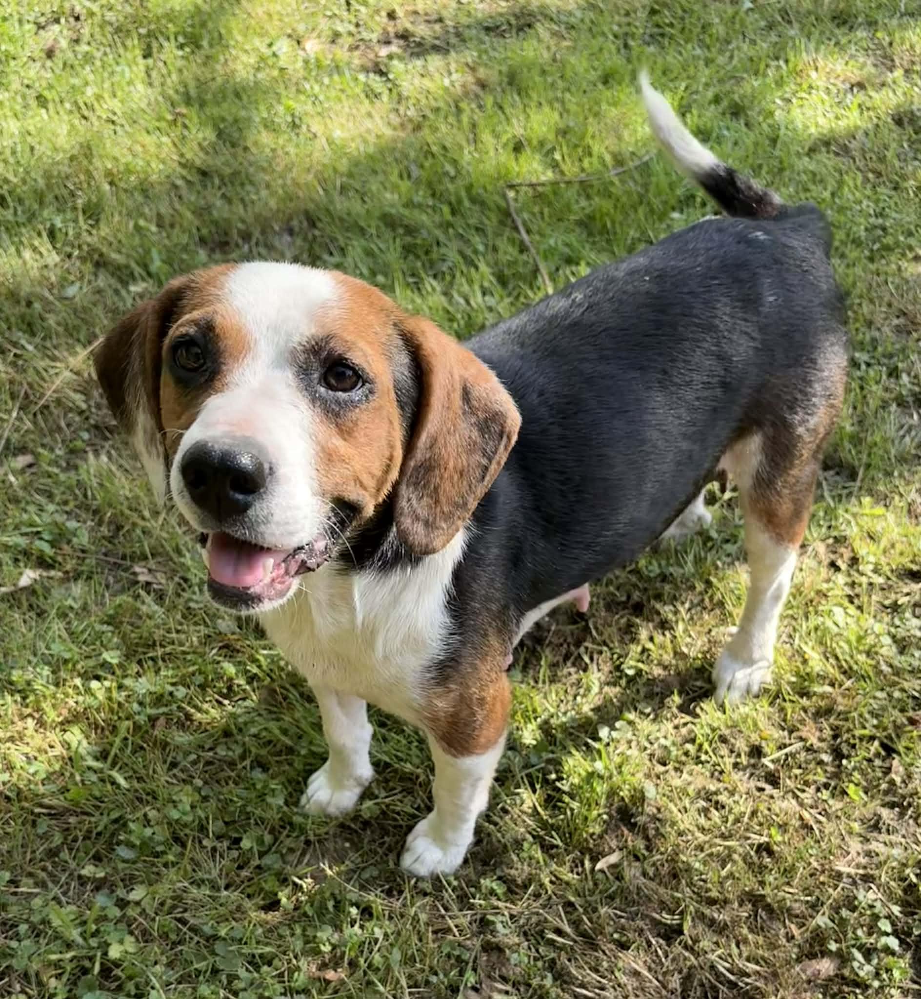 Enlarge Lady Byrd-Available! www.lhar.dog to apply! , a ADOPTABLE mixed breed in Frederick, MD image 3/6