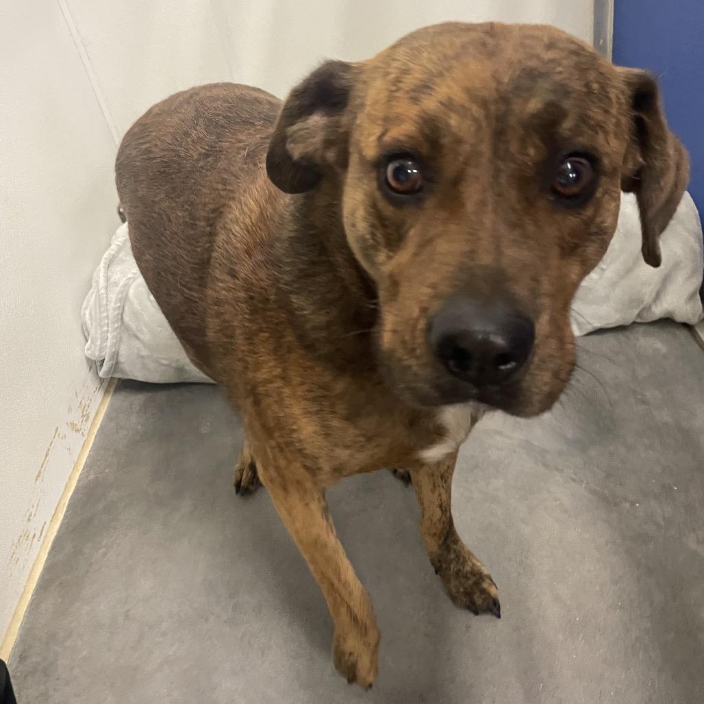 Rocco, Adoptable, Adult Male Mixed Breed.