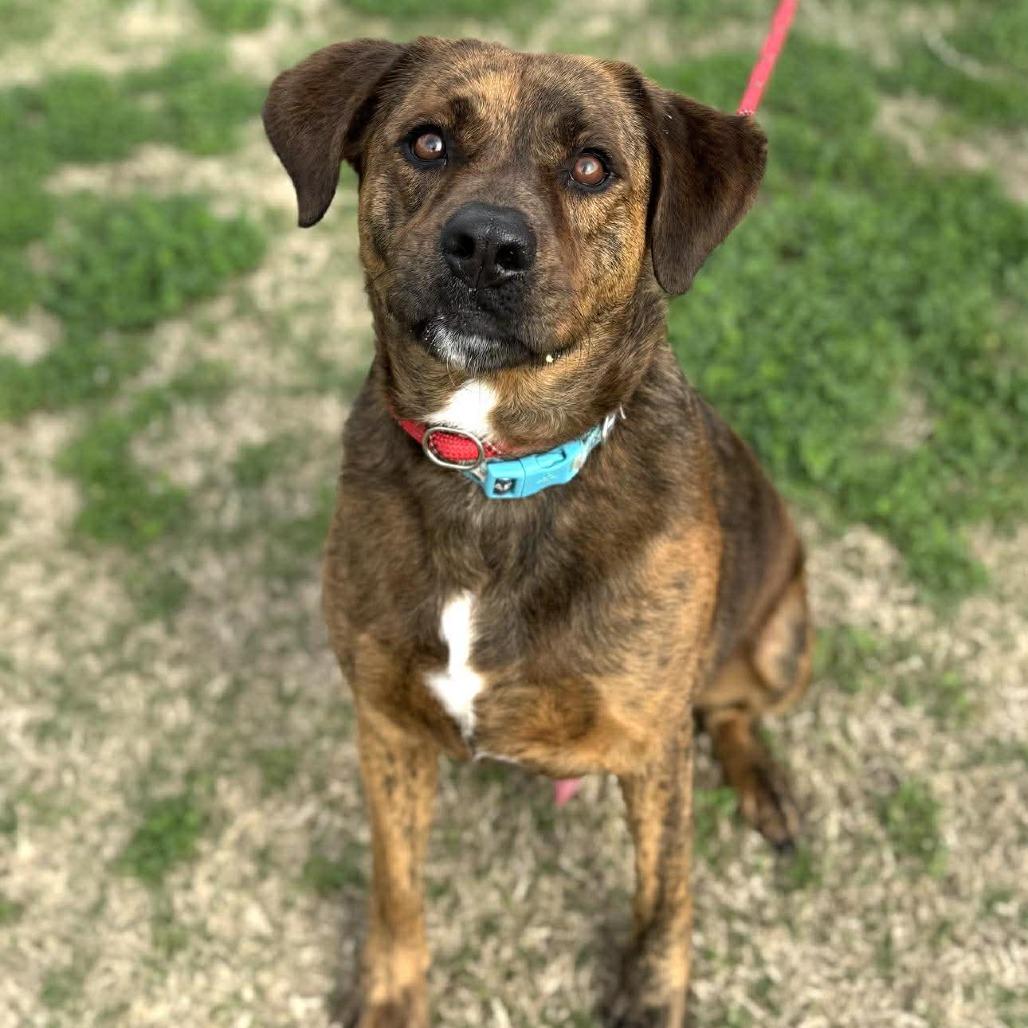 Enlarge Rocco, a Adoptable Mixed Breed in Dickinson, TX image 2/6