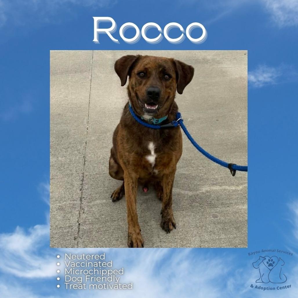 Enlarge Rocco, a Adoptable Mixed Breed in Dickinson, TX image 2/6