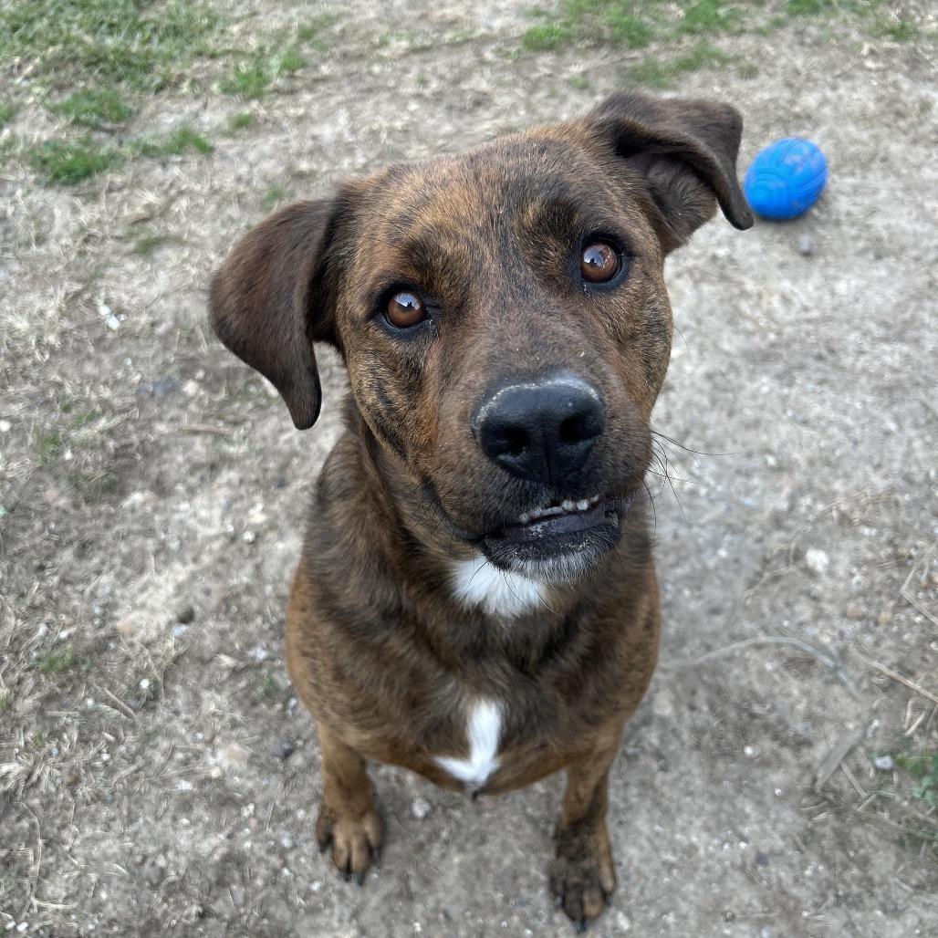 Enlarge Rocco, a Adoptable Mixed Breed in Dickinson, TX image 2/6