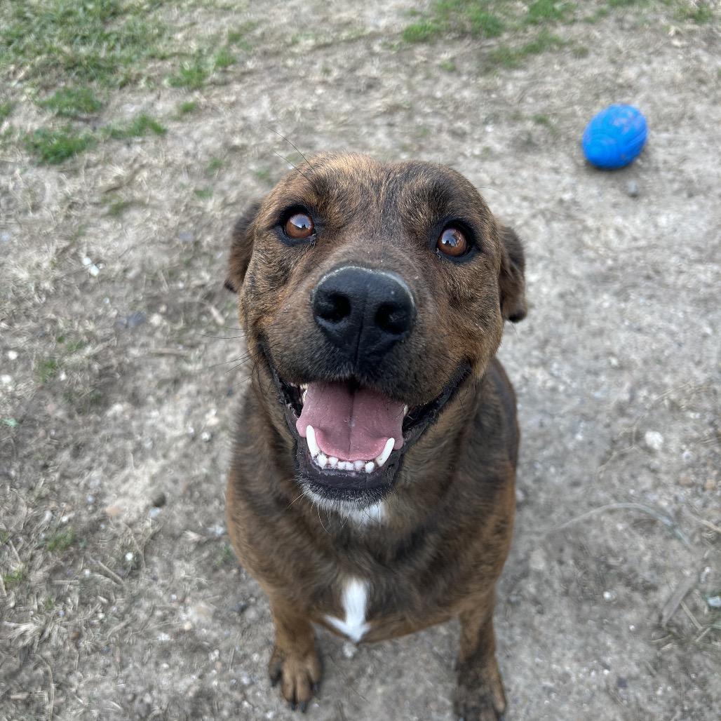 Enlarge Rocco, a Adoptable Mixed Breed in Dickinson, TX image 3/6