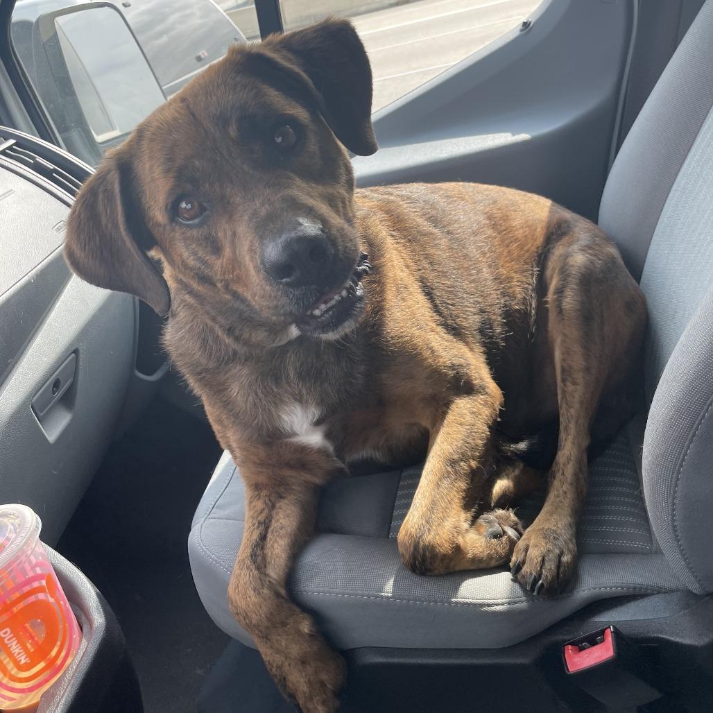 Enlarge Rocco, a Adoptable Mixed Breed in Dickinson, TX image 4/6