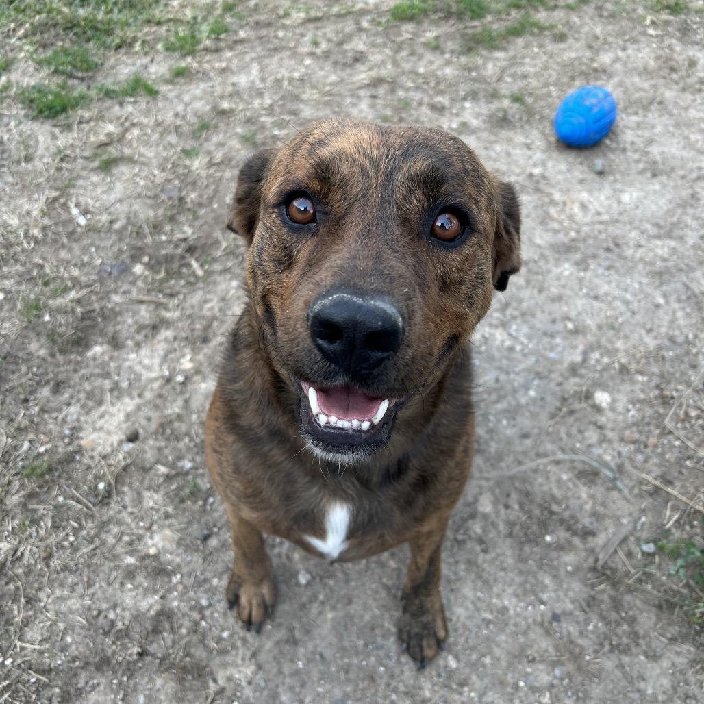Enlarge Rocco, a Adoptable Mixed Breed in Dickinson, TX image 4/6