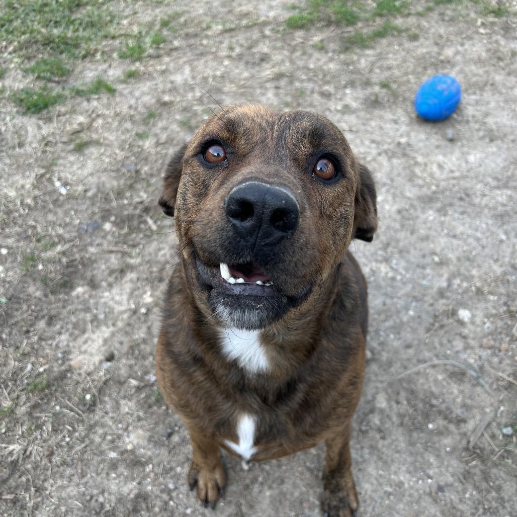 Enlarge Rocco, a Adoptable Mixed Breed in Dickinson, TX image 5/6