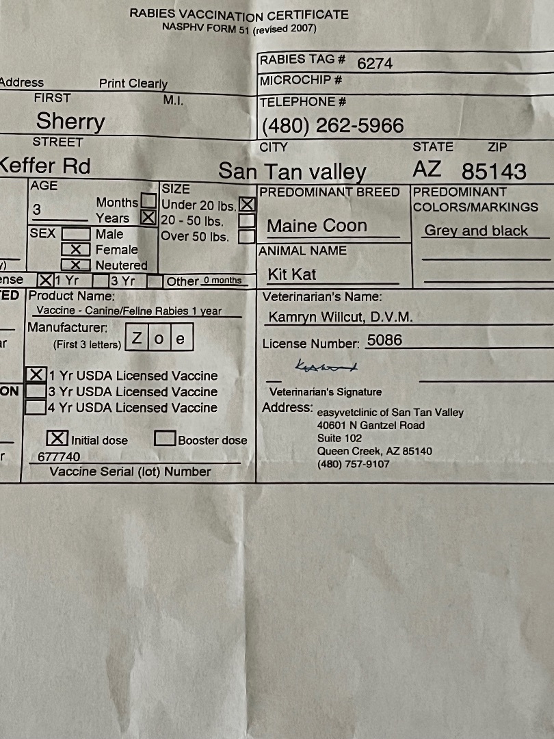 Kit Kat, Adopted, Adult Female Maine Coon.