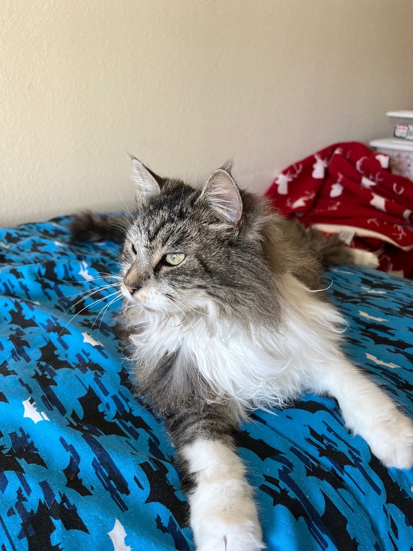 Kit Kat, a Adopted Maine Coon in Mesa, AZ image 2/3