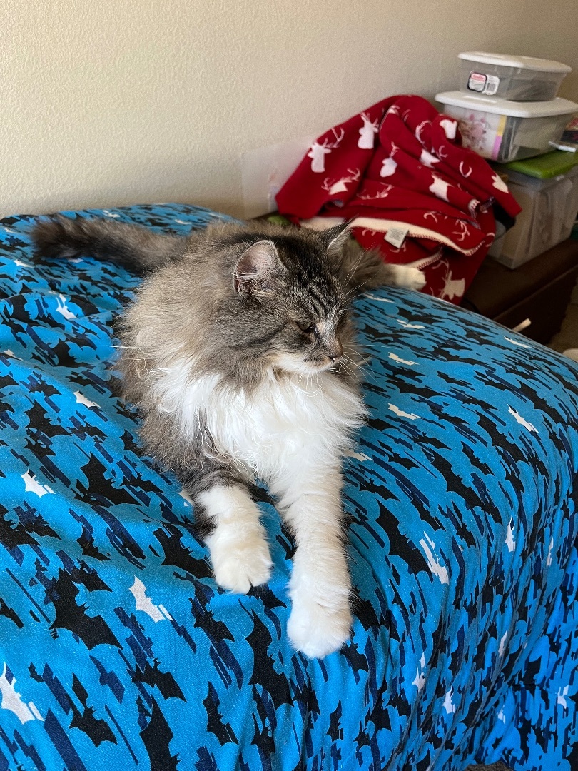 Kit Kat, a Adopted Maine Coon in Mesa, AZ image 3/3