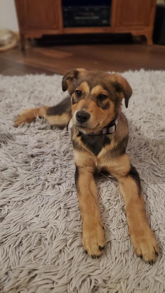 Ripley, Adoptable, Puppy Female German Shepherd Dog & Rottweiler.