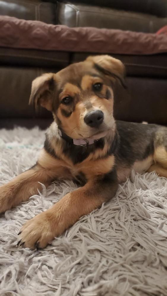 Enlarge Ripley, a Adoptable mixed breed in Fort Lupton, CO image 2/3