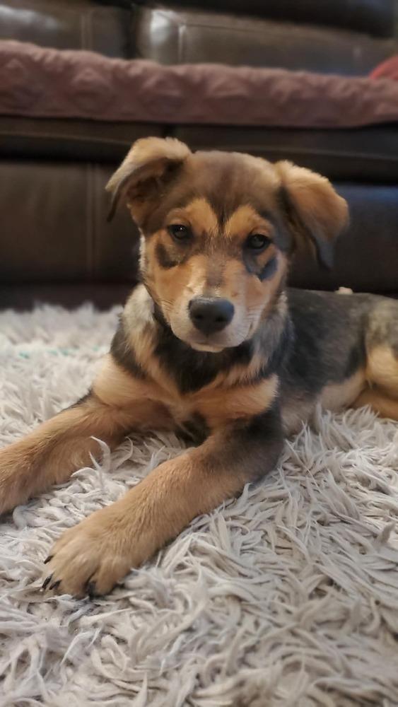 Enlarge Ripley, a Adoptable mixed breed in Fort Lupton, CO image 3/3