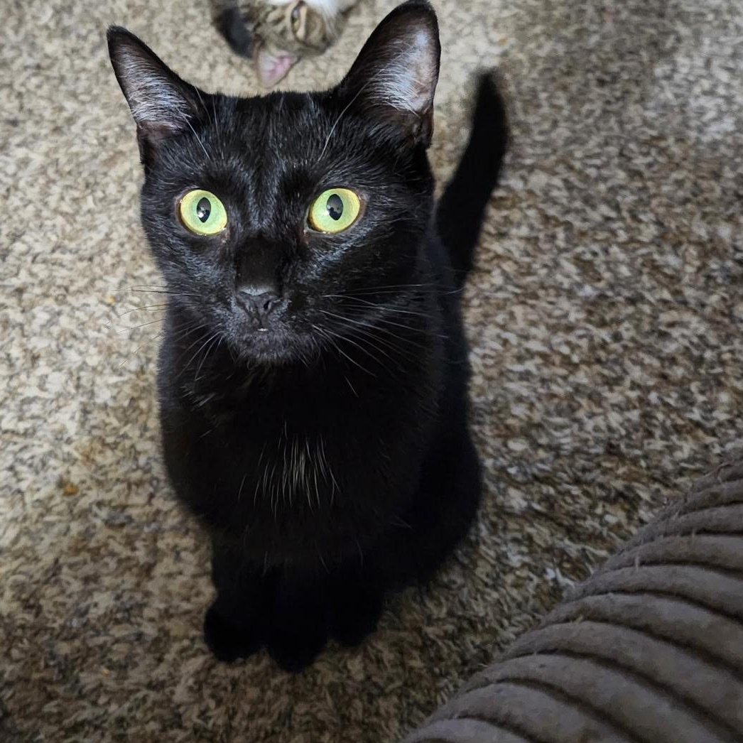 Dusty, Adoptable, Young Female American Shorthair.