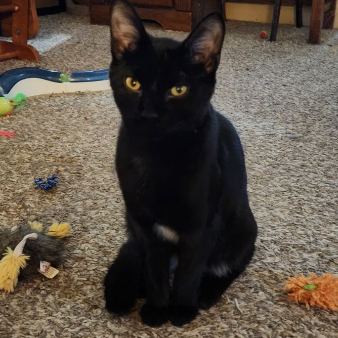Dusty, an adoptable American Shorthair in Washington, IN_image-1
