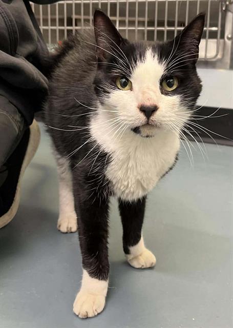 Enlarge BINGO, a Adoptable Domestic Short Hair in London, ON image 1/1