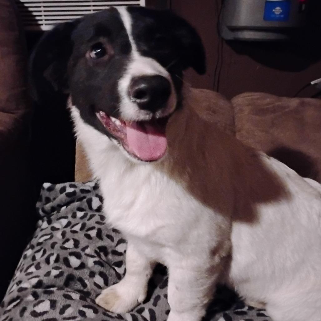 Eeyore, Adoptable, Young Male Corgi.