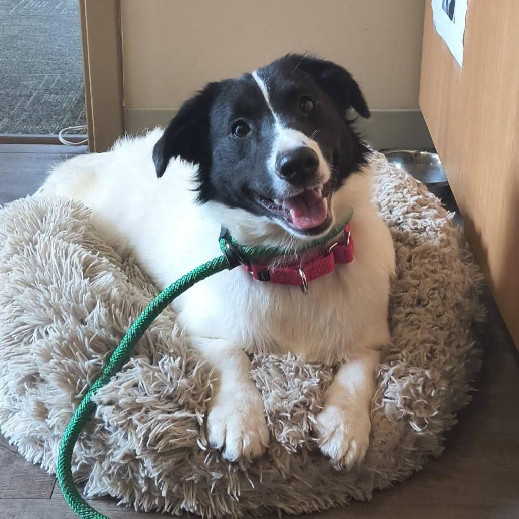 Enlarge Eeyore, a Adoptable Corgi in Flintstone, MD image 3/6