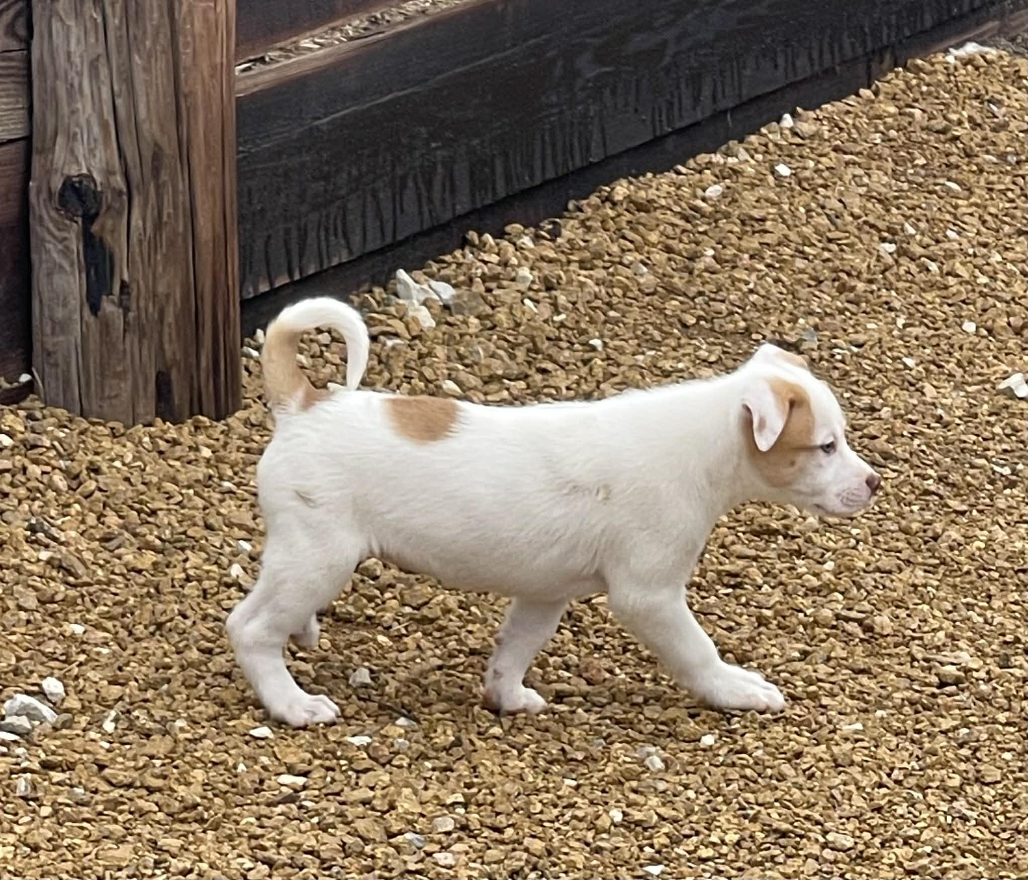 Enlarge Dottie, an adopted mixed breed in Pittsburgh, PA image 6/6