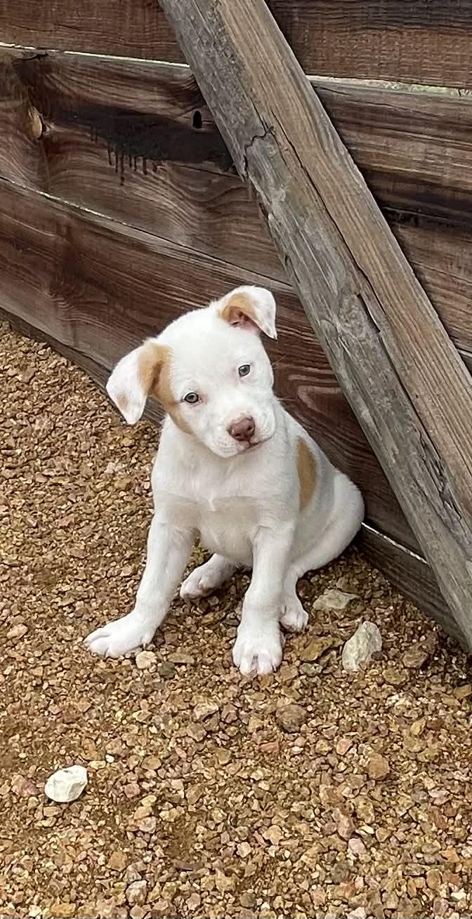 Enlarge Dottie, an adopted mixed breed in Pittsburgh, PA image 1/6