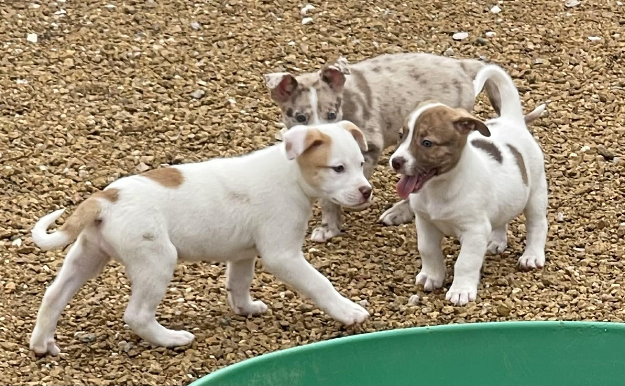 Enlarge Dottie, an adopted mixed breed in Pittsburgh, PA image 3/6