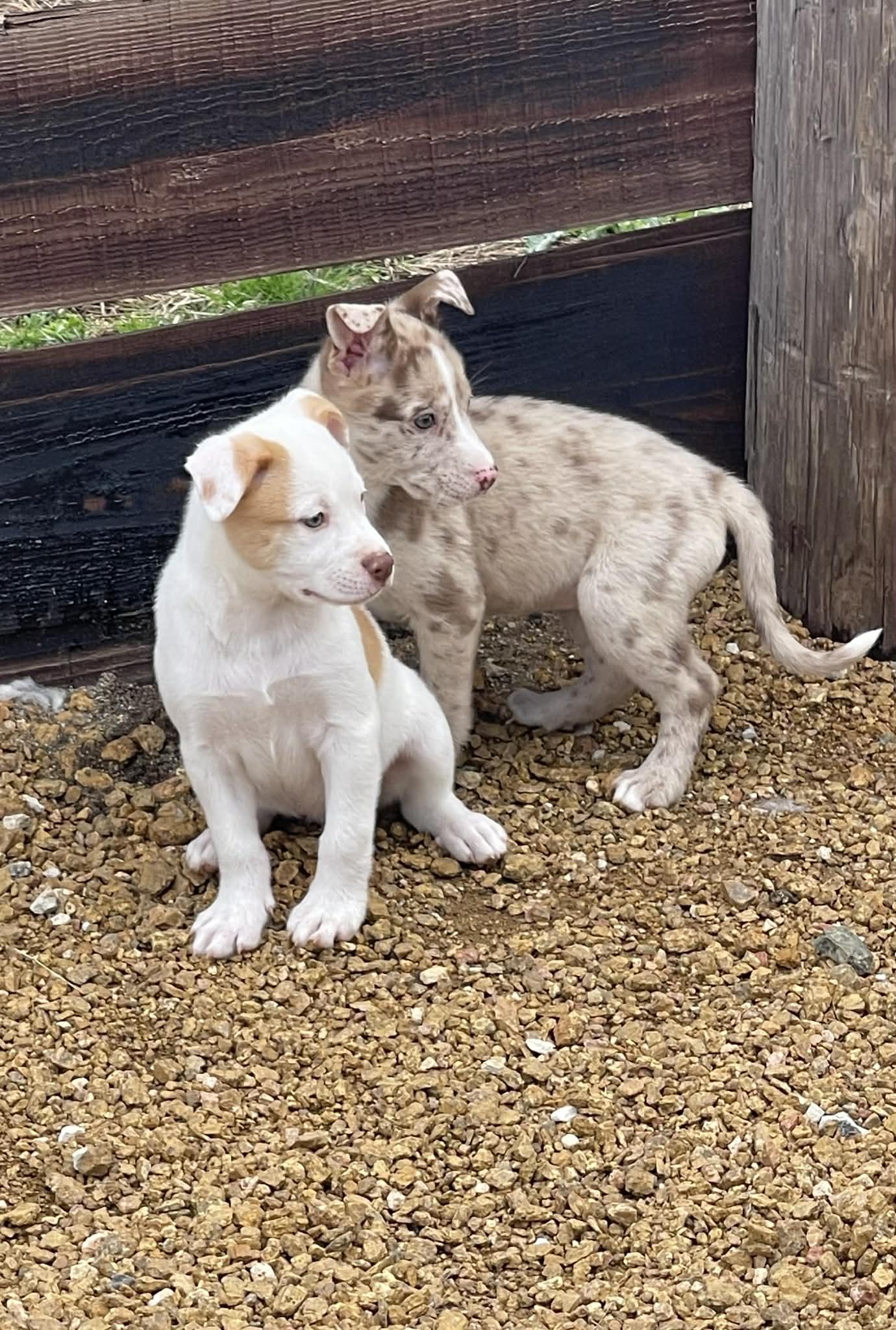 Enlarge Dottie, an adopted mixed breed in Pittsburgh, PA image 2/6