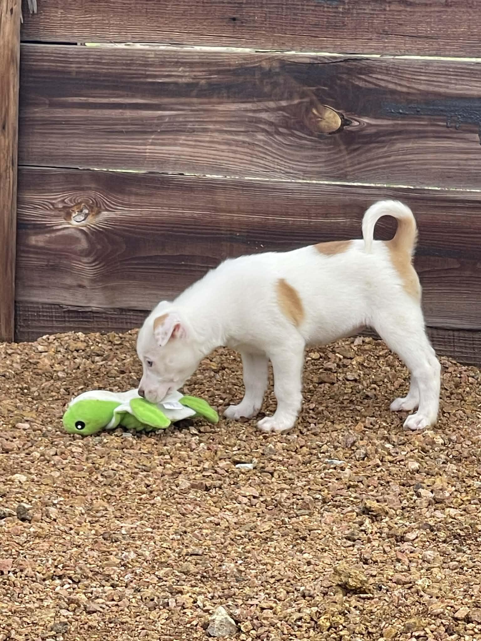 Enlarge Dottie, an adopted mixed breed in Pittsburgh, PA image 4/6