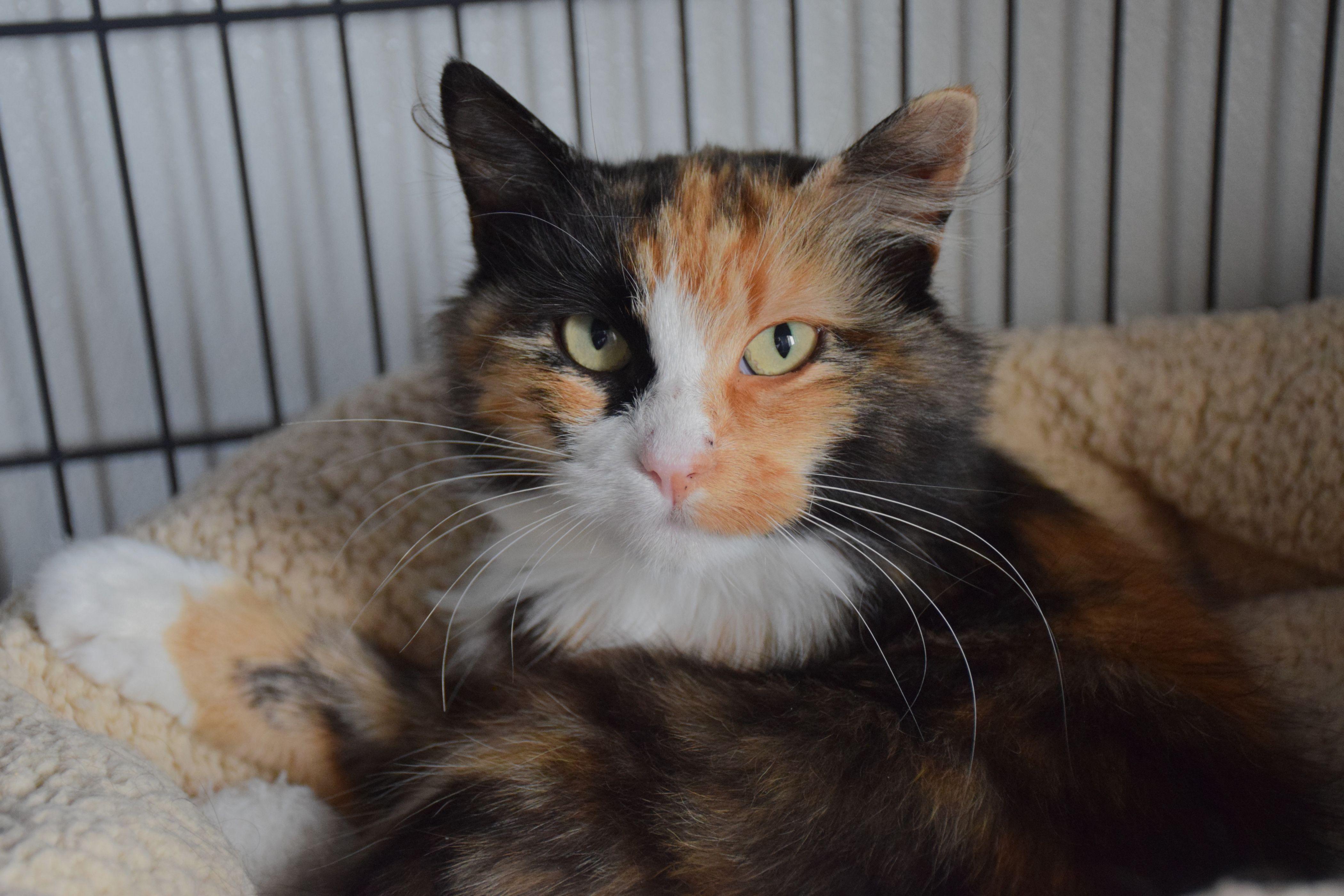 Milady, Adoptable, Adult Female Calico.