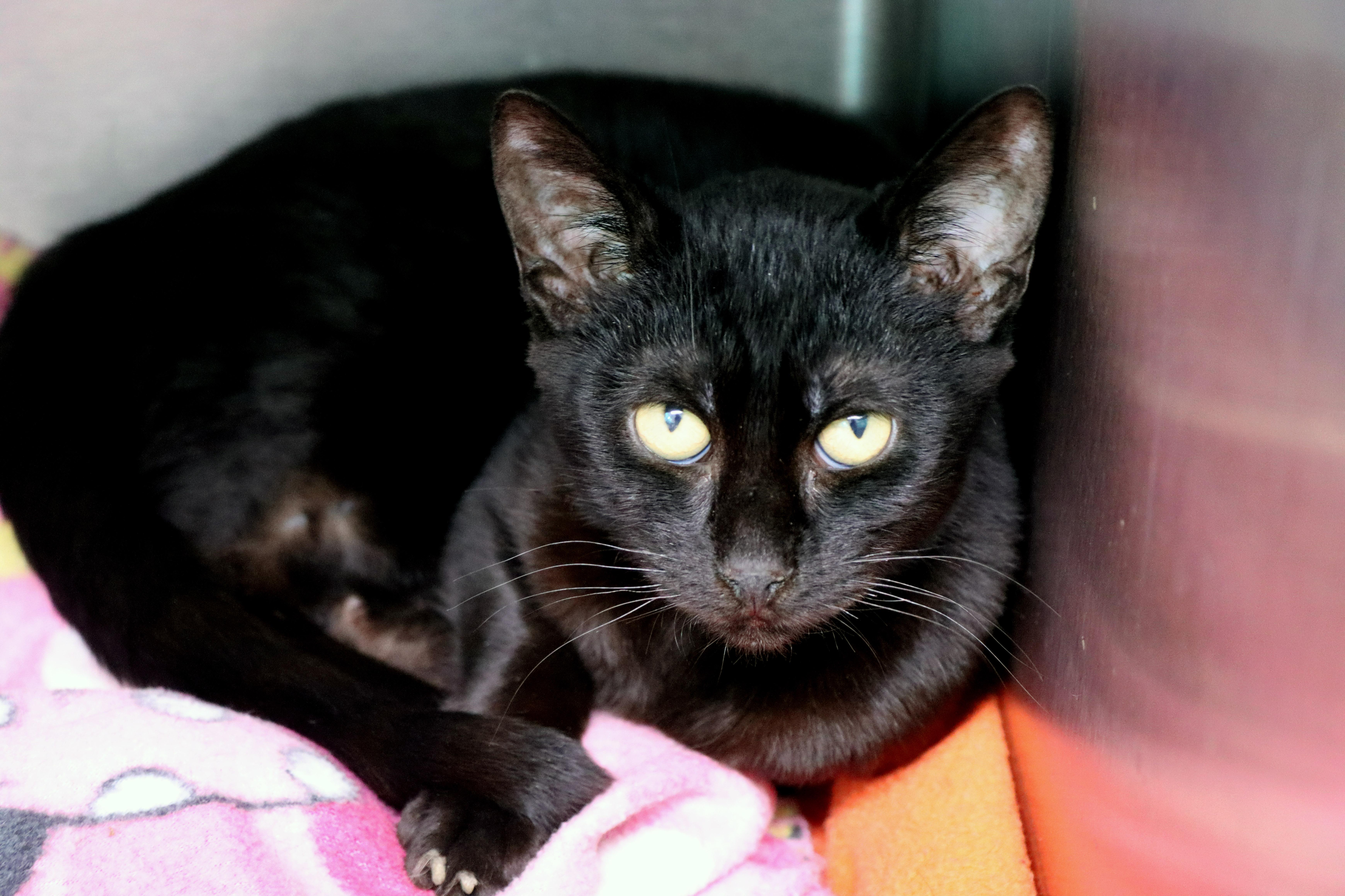 Enlarge Doris, a Adoptable Domestic Short Hair in House Springs, MO image 1/1