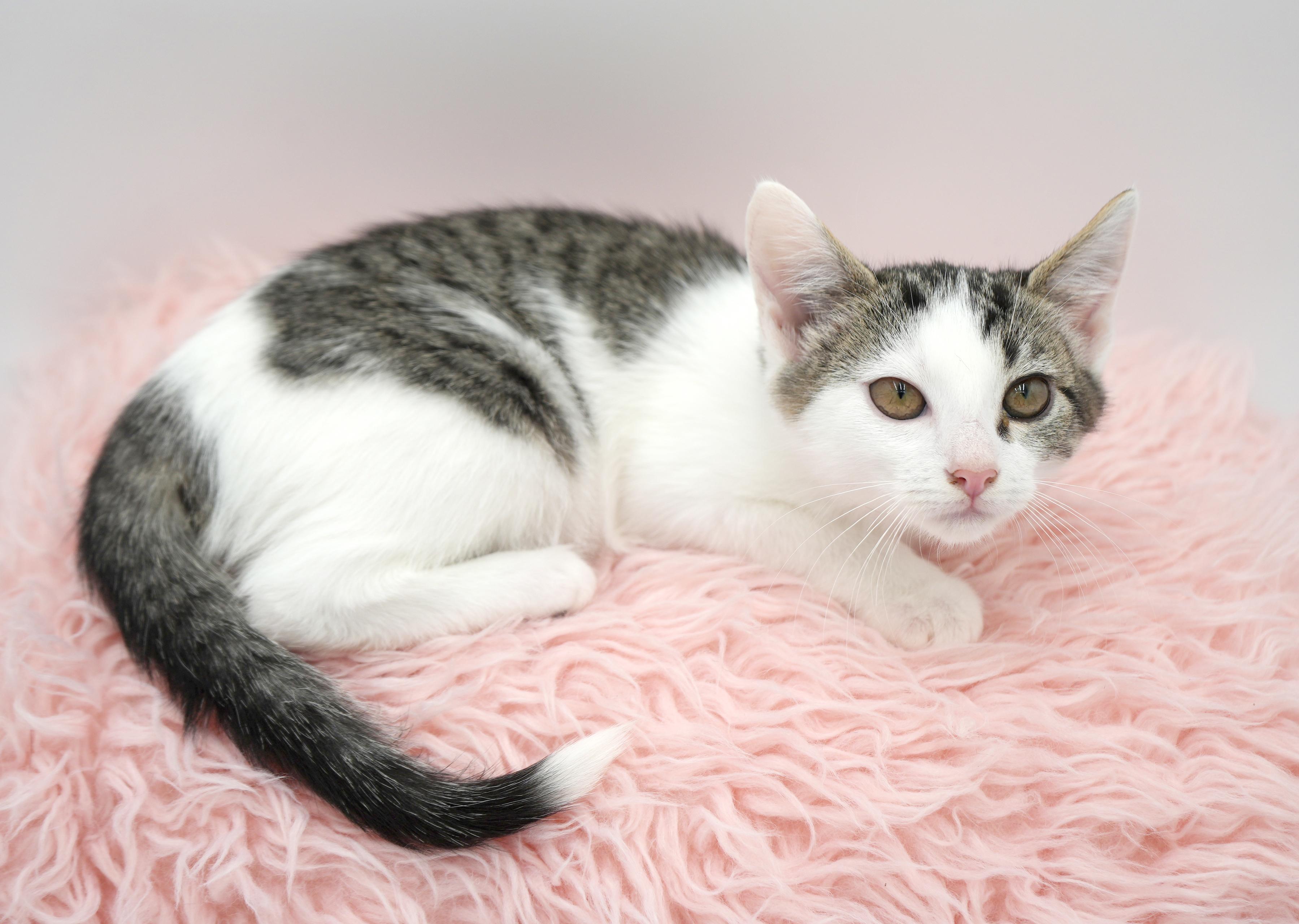 Aphrodite is the princess of love and purring!  She's heavenly!