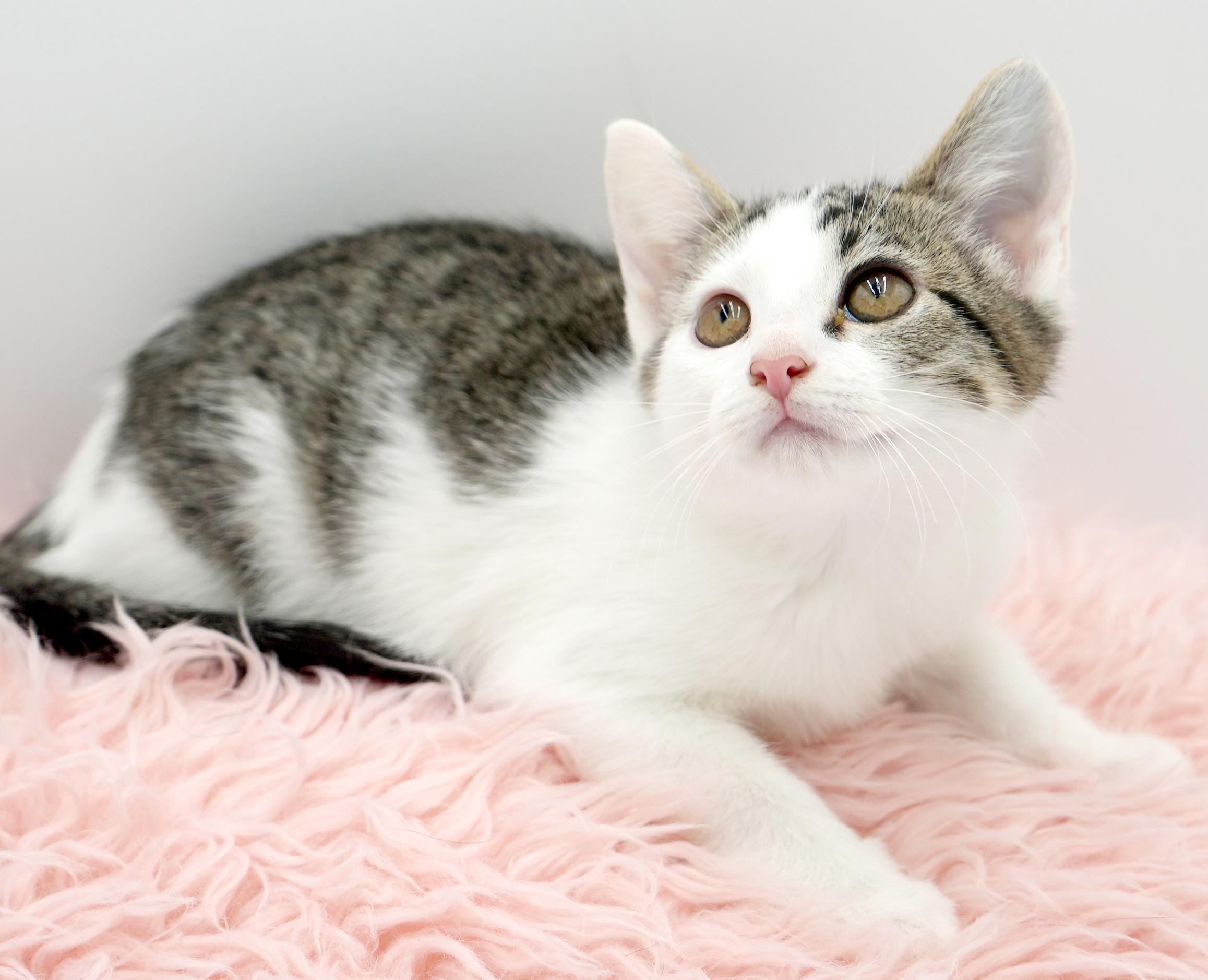 Aphrodite is the princess of love and purring!  She's heavenly!