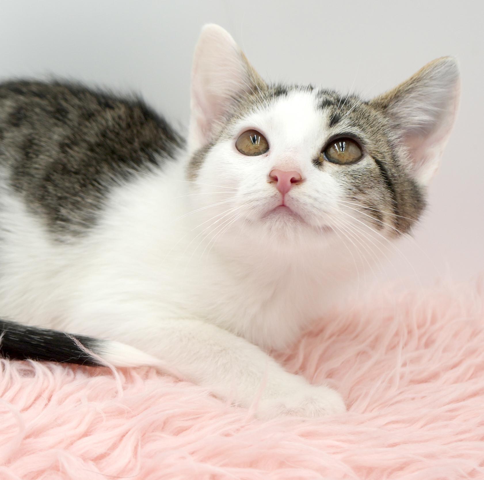 Aphrodite is the princess of love and purring!  She's heavenly!