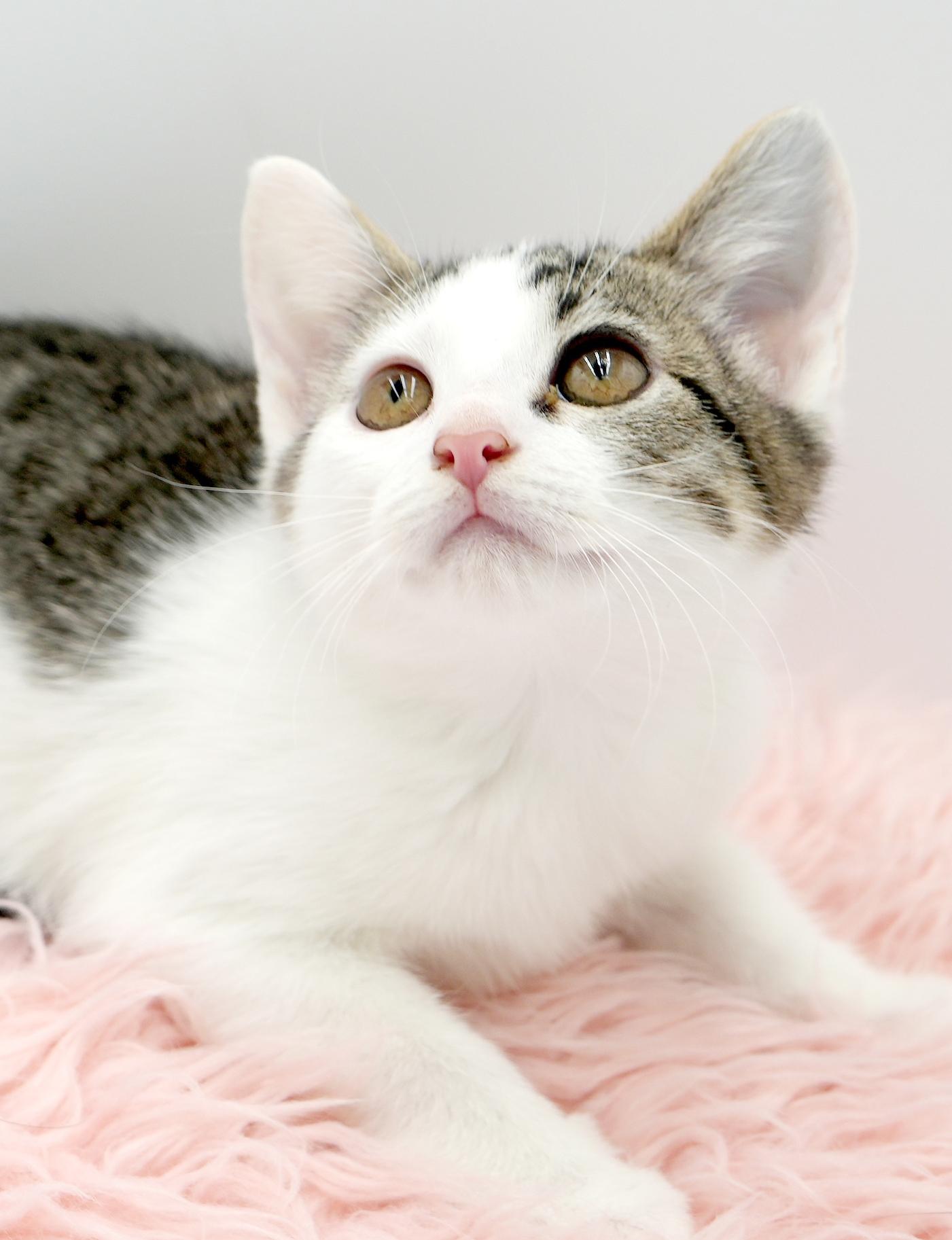 Aphrodite is the princess of love and purring!  She's heavenly!