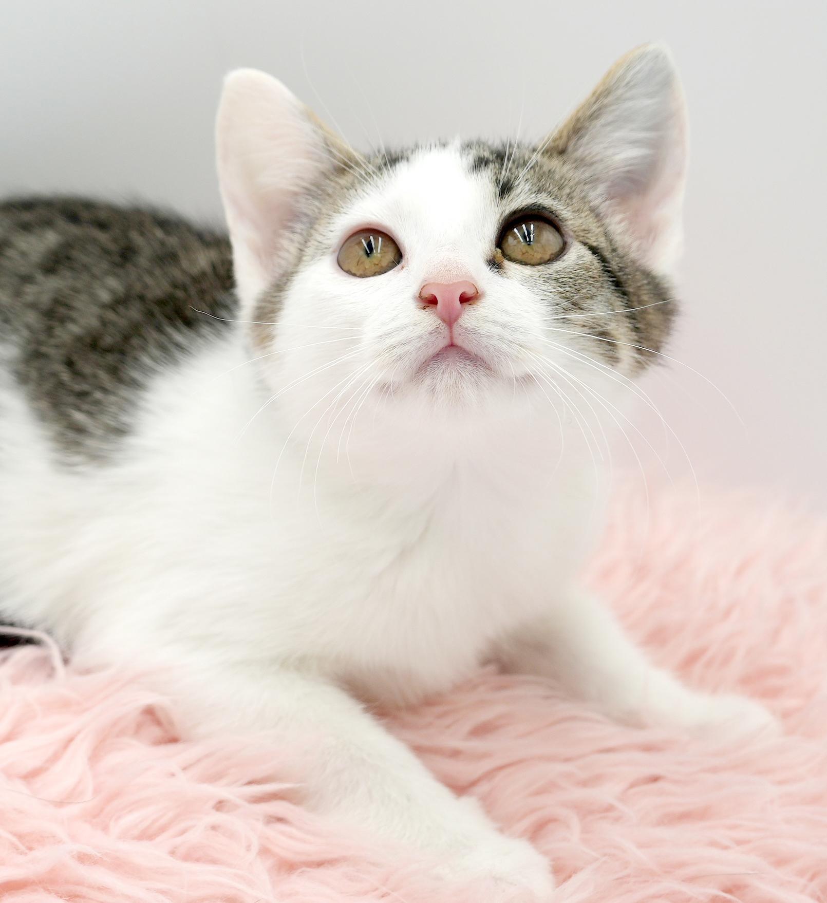 Aphrodite is the princess of love and purring!  She's heavenly!