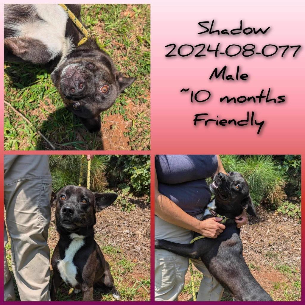 2024-08-077 *Shadow*, Adopted, Adult Male Australian Shepherd.