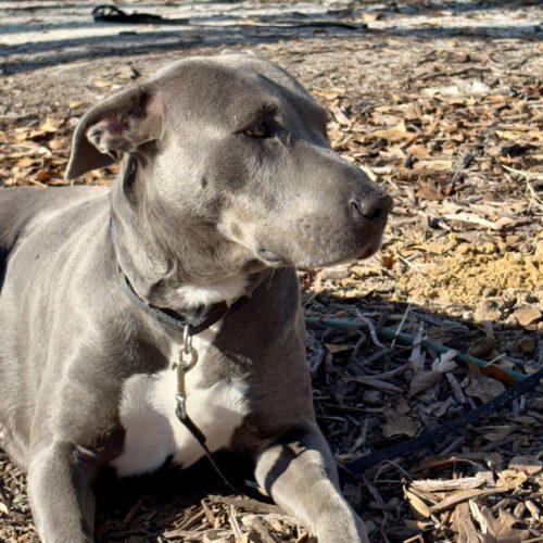 Laya (prior Tsunade), a Adoptable mixed breed in Sanford, NC image 1/6