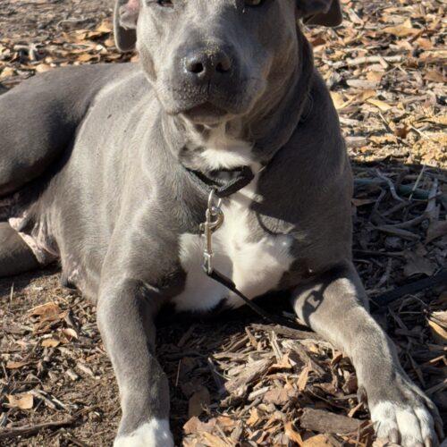 Laya (prior Tsunade), a Adoptable mixed breed in Sanford, NC image 2/6