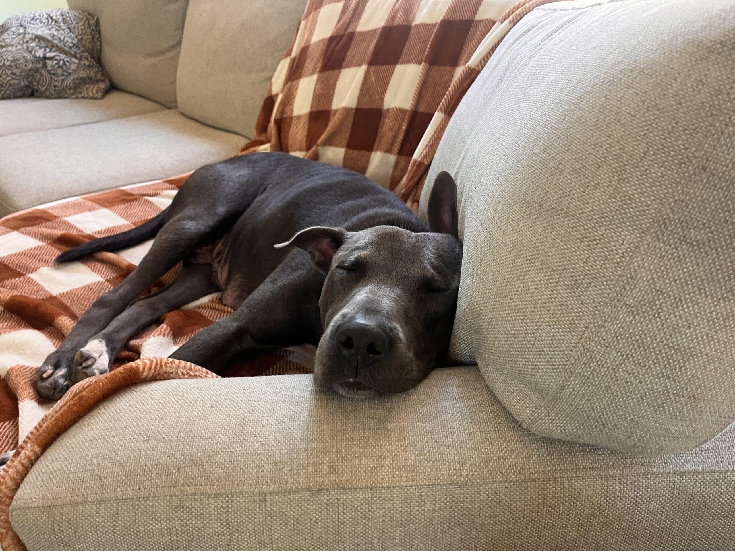 Laya (prior Tsunade), a Adoptable mixed breed in Sanford, NC image 3/6