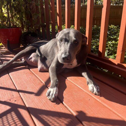 Laya (prior Tsunade), a Adoptable mixed breed in Sanford, NC image 5/6