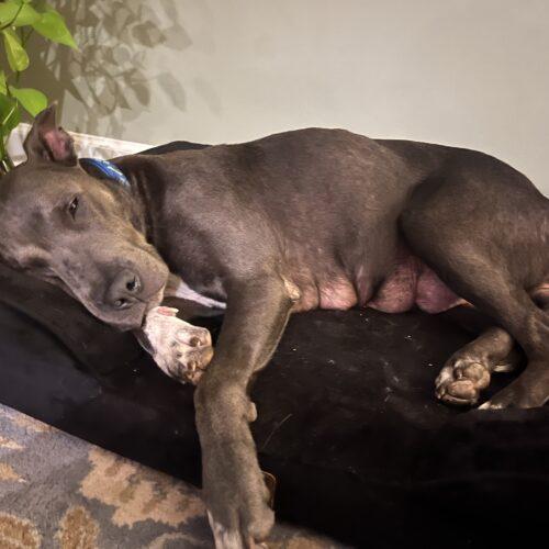 Laya (prior Tsunade), a Adoptable mixed breed in Sanford, NC image 6/6