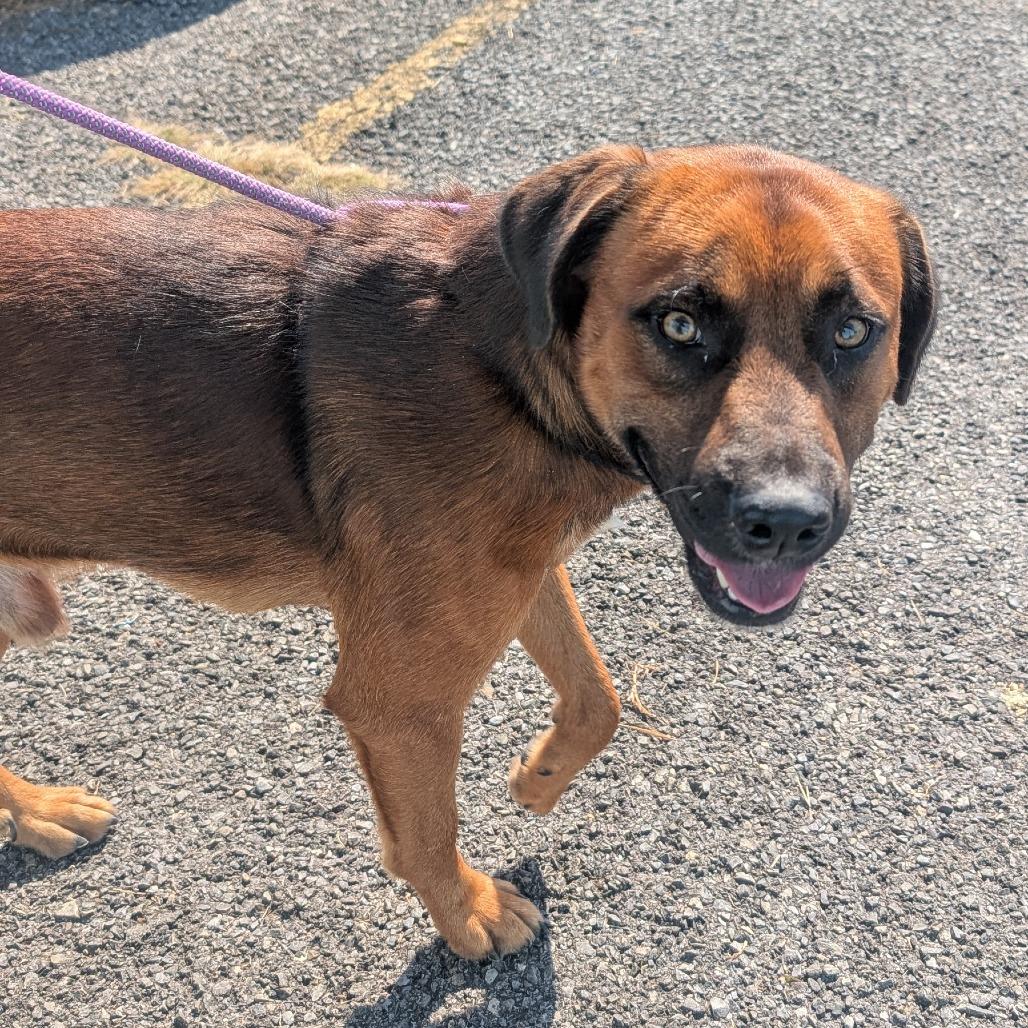 Enlarge Red, a Adoptable Mixed Breed in Chatsworth, CA image 1/1