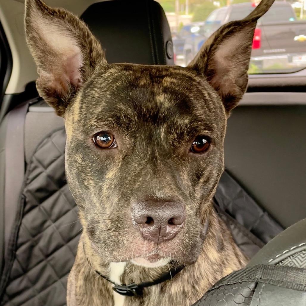 Nixie, Adoptable, Young Female Pit Bull Terrier & Mixed Breed.
