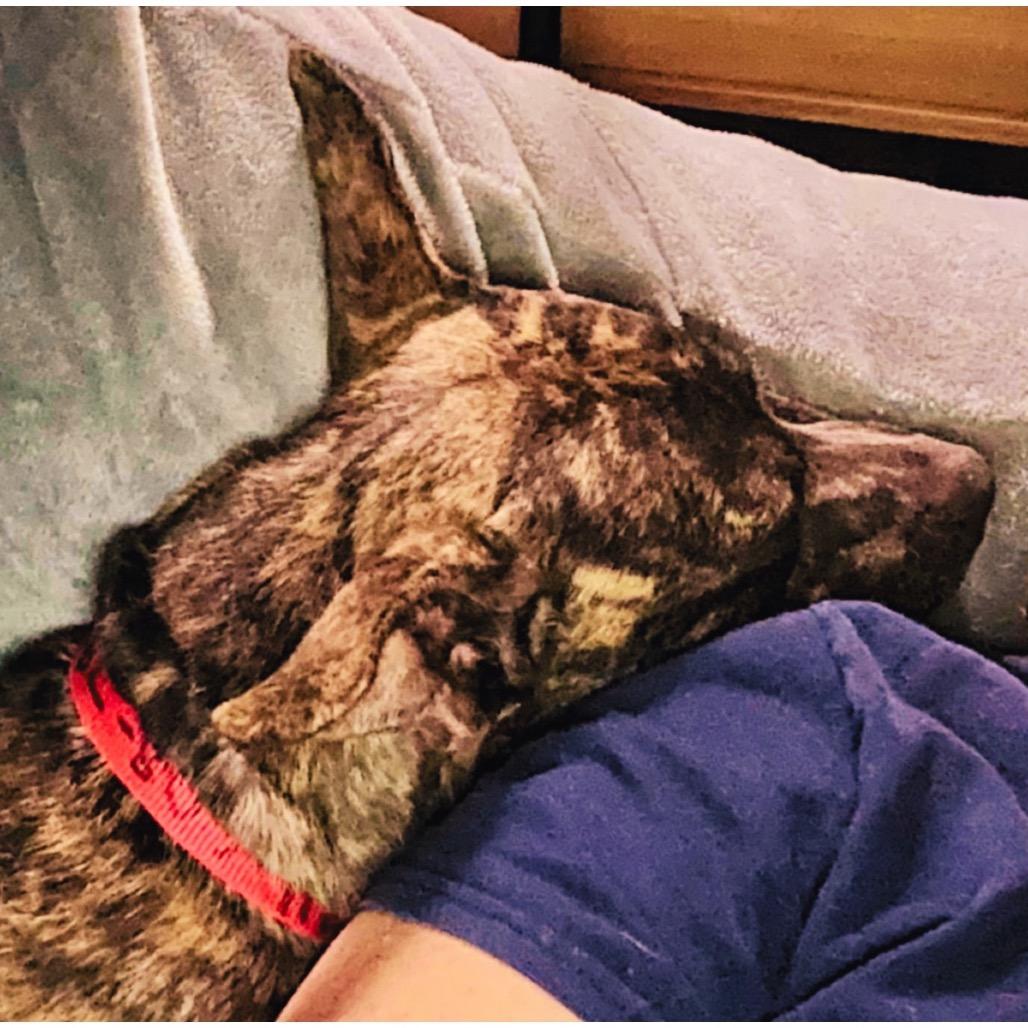 Enlarge Nixie, a Adoptable mixed breed in O'Fallon, MO image 2/4