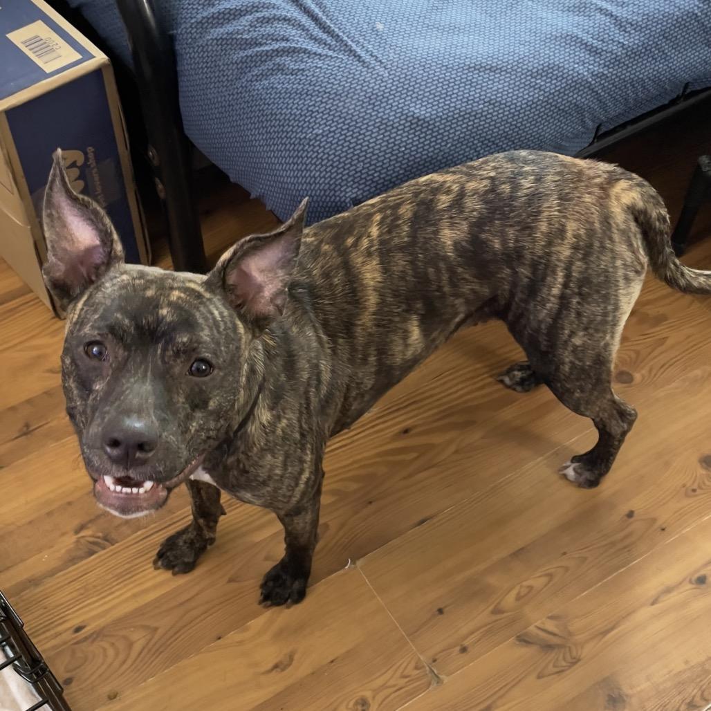 Enlarge Nixie, a Adoptable mixed breed in O'Fallon, MO image 3/4