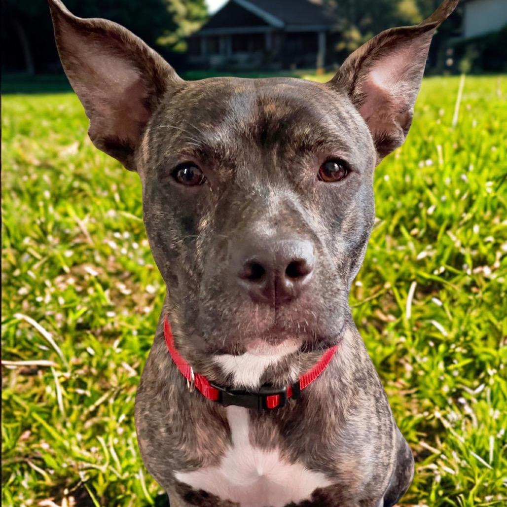 Enlarge Nixie, a Adoptable mixed breed in O'Fallon, MO image 4/4