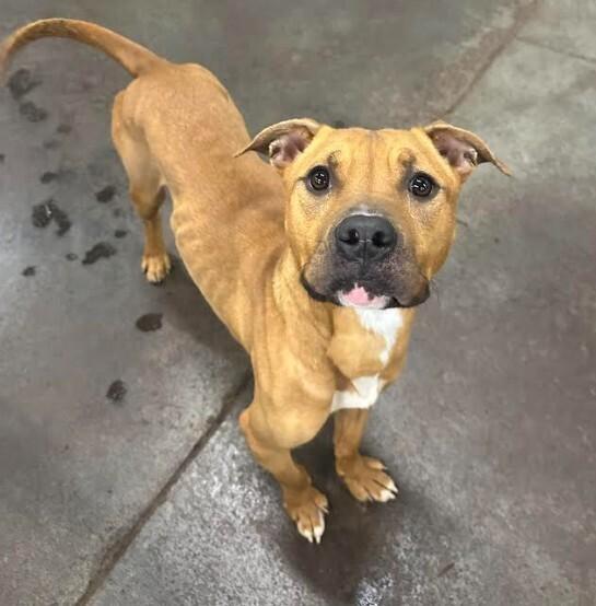 Enlarge Leonardo, a Adoptable mixed breed in Evansville, IN image 1/6