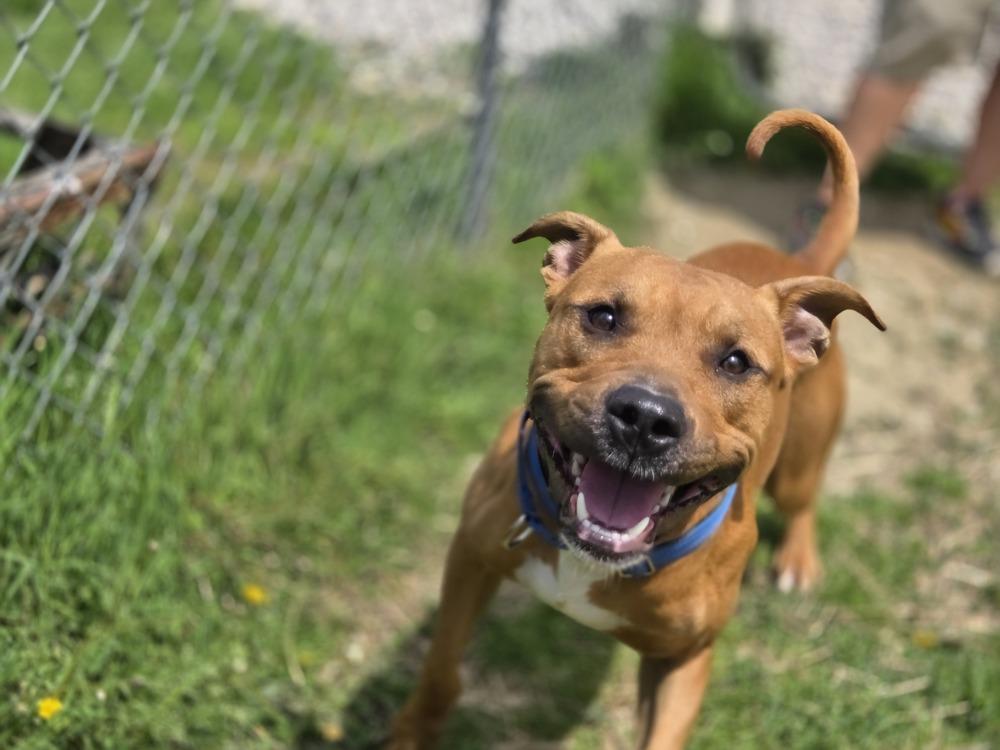 Leonardo, Adoptable, Adult Male Boxer & Pit Bull Terrier.