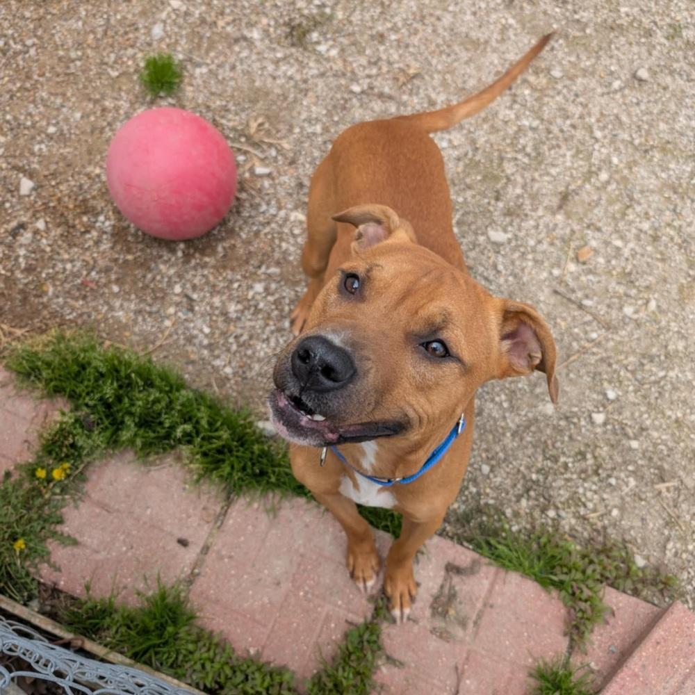 Enlarge Leonardo, a Adoptable mixed breed in Evansville, IN image 2/6
