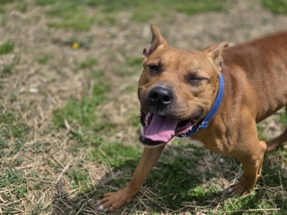 Enlarge Leonardo, a Adoptable mixed breed in Evansville, IN image 3/6