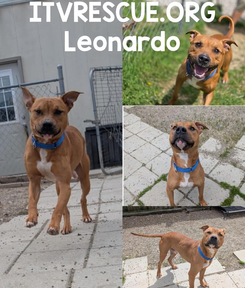 Leonardo, a Adoptable mixed breed in Evansville, IN image 4/6